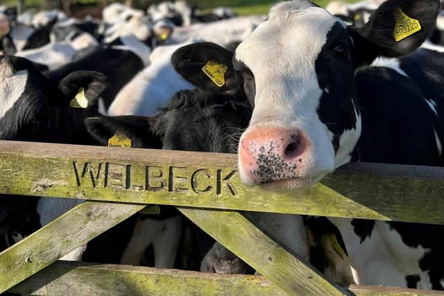 Welbeck Dairy