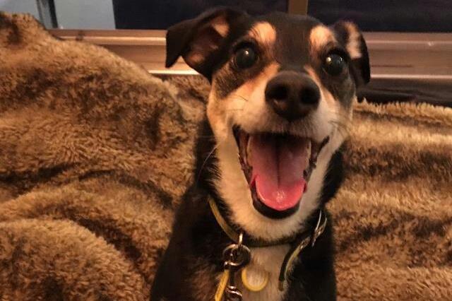 Suzie is a seven year old Crossbreed. She is a sweet and pretty girl who is very sensitive. She needs to be the only pet in the home and would like a calm and quiet environment surrounded by fields or land for peace and tranquillity.