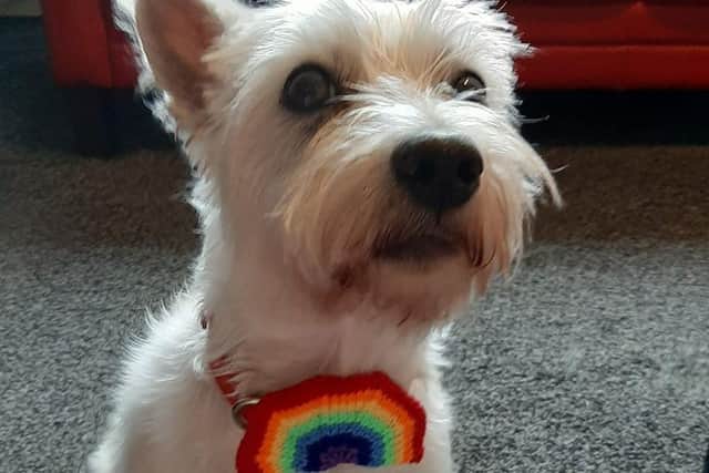 Albert proudly sports one of Sally Develin's knitted rainbows - Picture: Sally Develin/Facebook