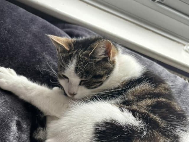 Here is Princess, who was found on the street five years ago.