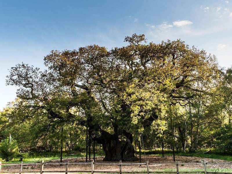 Enjoy winding through Sherwood Forest which once was a royal hunting ground. Here you can see the ancient oak trees including the famous Major Oak with its legendary link to Robin Hood. While the path is relatively gentle, there are some rougher sections, especially in wetter conditions when the paths become muddy. Rated: Moderate