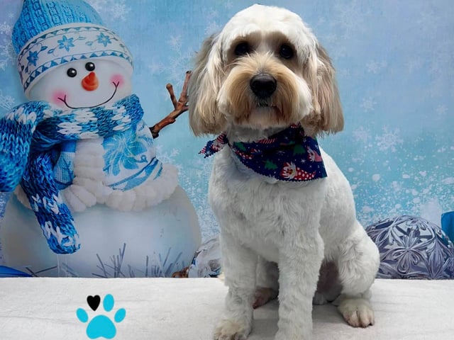 The company will be offering festive photoshoots