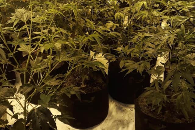 There was a strong smell of cannabis from the property.