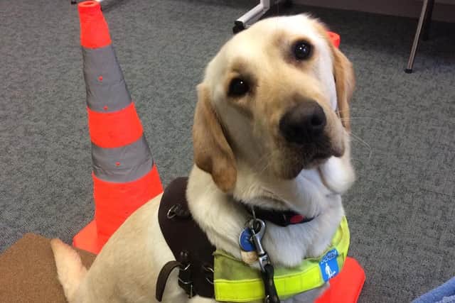 Would you like to take care of a guide dog?