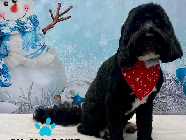 Preened pooches can pucker up for a Christmas photoshoot. Take a look at a selection of super cute snaps.