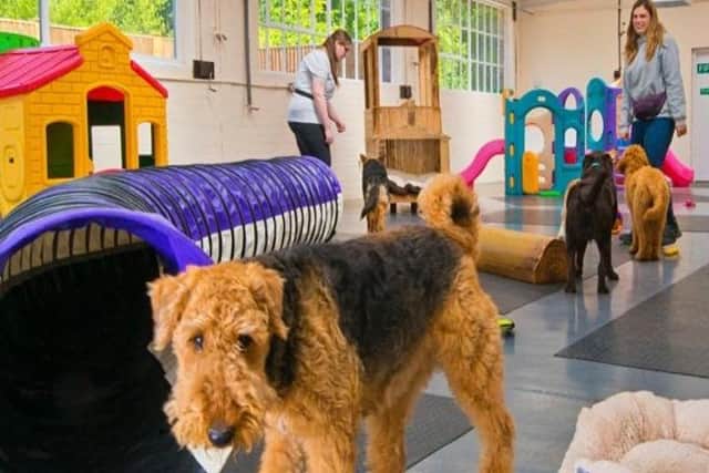 The centre offers a special babysitting service for dogs.