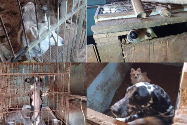 Dogs photographed during an initial police visit to the farm in Skegby
