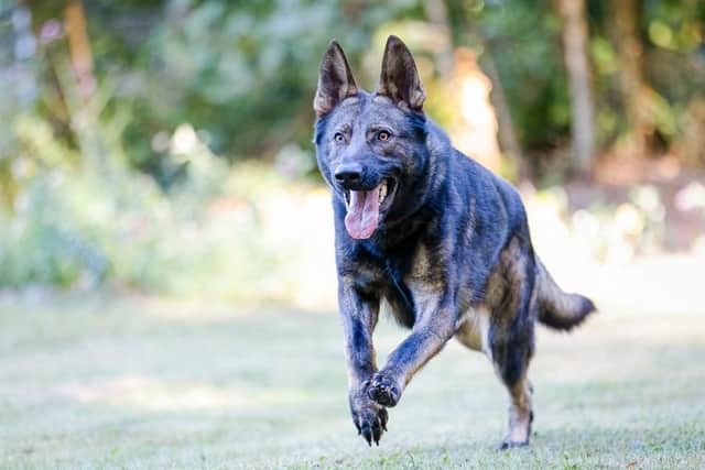 A burglary suspect was detained by PD Max and his handler.