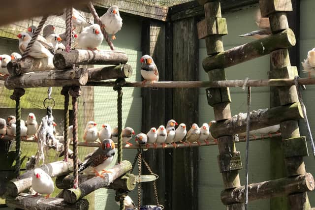 The zebra finches