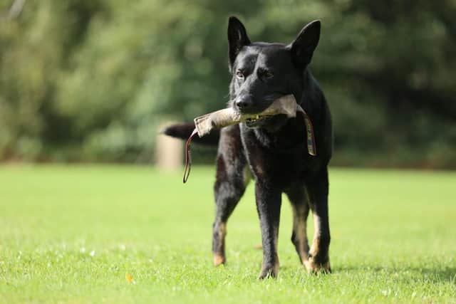 PD Reno joined the force in late 2019