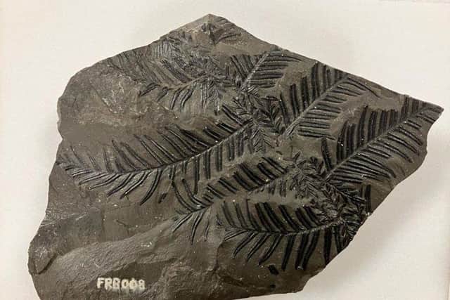 A fossil which is now available to view on Mansfield Museum's online collections