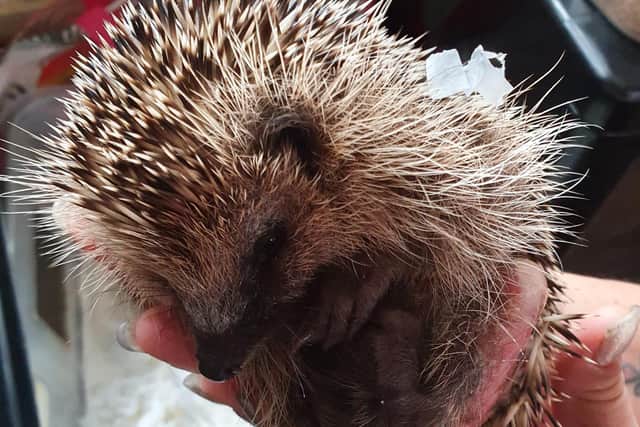 A hedgehog being cared for after being rescued