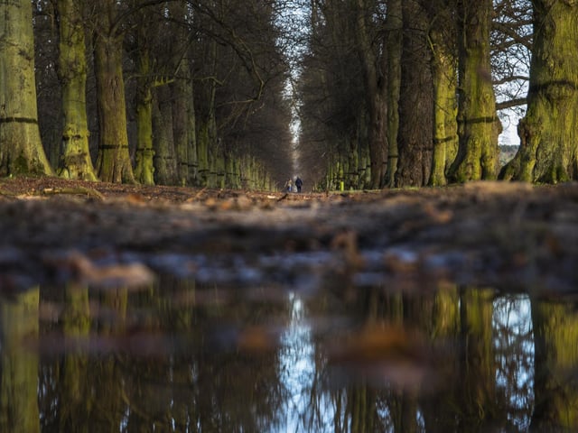 A walk in Clumber Park.