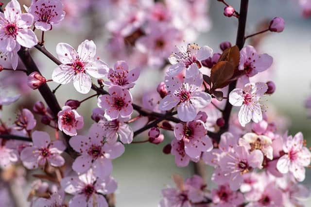 "Prunus cerasifera ‘Nigra’, is a beautiful, rounded tree and one of the first cherries to bloom in spring", says guest columnist Sara Milne.
