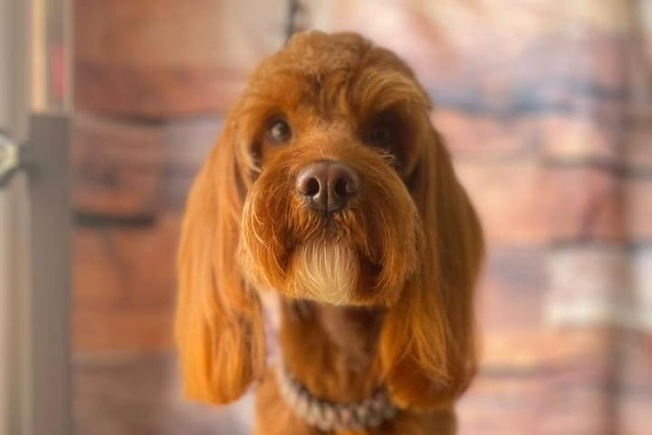 Rolo is two-years-old.