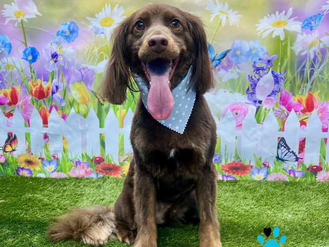 Showing off the results of the groom at On all Pawz