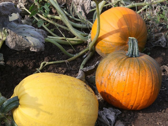 Whether you want to pick pumpkins for a seasonal display or for soup or pie, the field is home to an abundance of them.