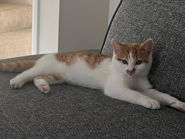 Mansfield Cat Rescue said: "Hugh is a reformed feral kitten, aged about five months. He somehow got himself lost from his family and found himself alone in a garden. He's a shy boy, but very playful and would love a home with another young playful cat."