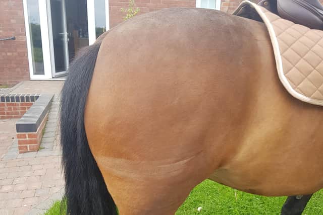 Millie shows the burn-type injury that she sustained in the hit-and-run.