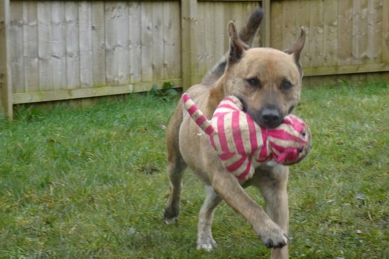 Bertie is an 8 year old crossbreed who is a fun loving boy that loves to play. He is an expert at catch, has great control when playing football and is fantastic at finding the hidden teddy bear. Bertie enjoys going for walks especially if this involves a trip away in the car to the woods, hills or meadows. Bertie does not enjoy fuss and being petted and does need new owners who can understand and respect this.