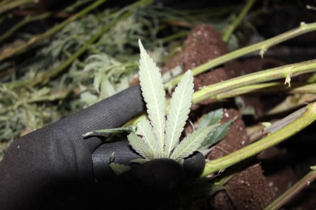 A man has been arrested after police discovered a cannabis grow while on patrol.