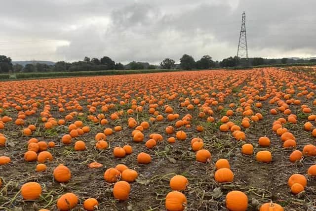 There are more than 40,000 pumpkins to choose from