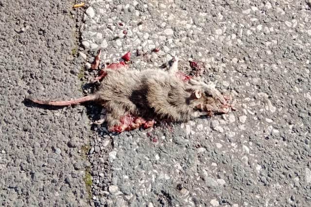 A dead rat lies in the middle of the road on Bentinck Street. (Image: submitted)