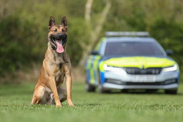 Former pet enjoying new lease of life as Nottinghamshire Police dog