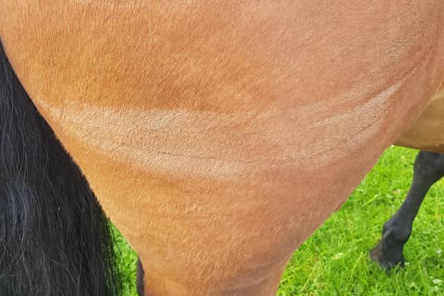 A close-up of the injury to her hind quarter sustained by Millie.