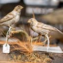 Taxidermy birds from Mansfield Museum's Natural History collection