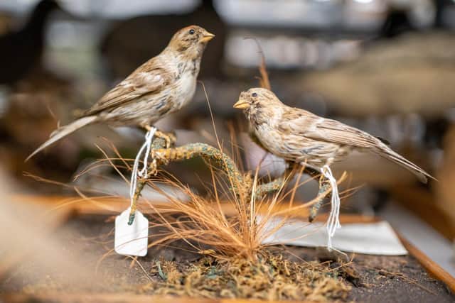 Taxidermy birds from Mansfield Museum's Natural History collection