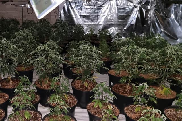 Police discovered more than 300 cannabis plants growing across five different rooms.