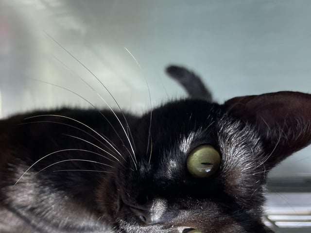 Felicity is a little sweetheart who is always on the go. The centre feel she would benefit from a busy house with lots of fuss and attention. Felicity could live with a family as this would suit her temperament.