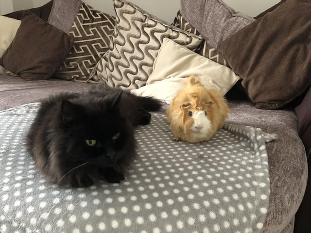 Tracy Bowers is a firm believer in adopting animals. She said: "We adopted two little panthers last year from Kirkby cats home. Prior to this, we adopted our guinea pig from Pets at Home as his previous owner could not look after him. We also had our first cat for seventeen years until she passed away two years ago."