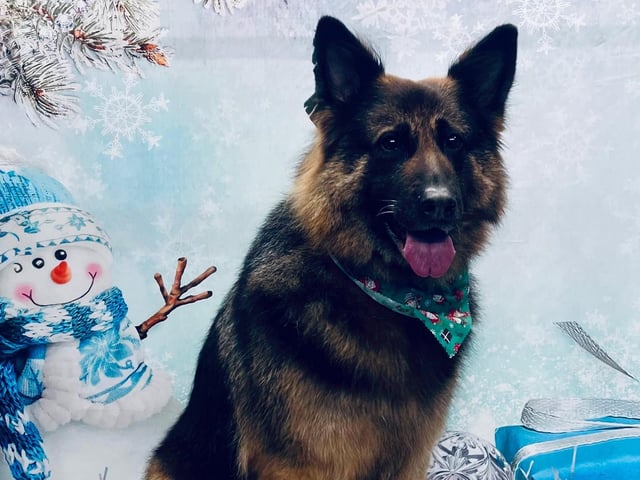 Your dog’s photo can also be printed onto any of the below products should you wish to purchase a little keepsafe. Printed Photos - £6.99, Keyrings - £7.99, Mugs - £8.99, Coasters - £9.99, Photo Slates - £10.99, Bottles - £11.99, Frosted Glasses - £12.99