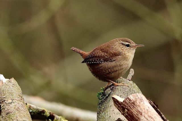 A charming photo by Phil Wardle shows this wren relaxing by the side of the canal.