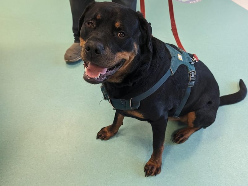 Baby Dave the Rottweiler is a heroic dog. "He is my world", said owner Amy. Unfortunately Dave did not have the best start in life, as Amy said a breeder put money before welfare. "The moment I met him, I knew he was worth fighting for", she added. Dave was diagnosed with salmonella, two luxating patellas, allergies, and only a few weeks ago, his owner was informed about one of his bad hips, one of which luxates. At just three-years-old, baby Dave is a fighter. Amy said: "Although he is constantly going through so much - he has helped me so much mentally. I don't know where I would be without him."