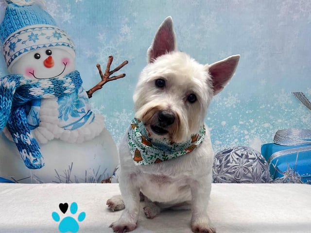 Festive photoshoots are coming to town