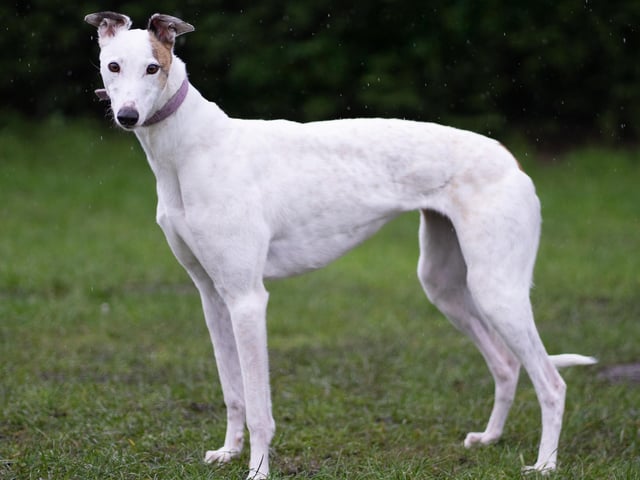 Coco is a calm and gentle greyhound, known as the kennel "baby-sitter" who helps new hounds settle in. She gets along well with both male and female dogs and can be homed with a resident hound after successful introductions. Coco enjoys her walks and is well-behaved on a lead, though she has a strong prey drive to keep in mind. She would thrive in a calm household where she can receive love and attention. If you think Coco could be the perfect fit for you, please reach out.