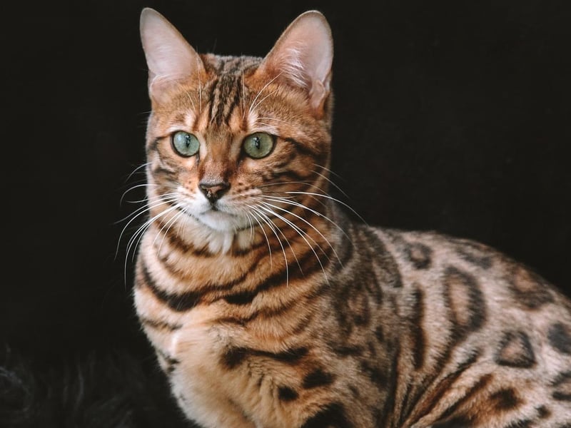The Bengal is a breed of hybrid cat created from crossing an Asian leopard cat with domestic cats. Their coats range from spots, rosettes and arrowhead markings, to marbling.