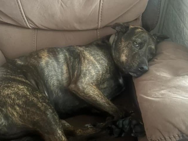 Stella and her two sisters (adopted separately) were found abandoned in a plastic bag on Sutton Lawn when they were about six-weeks-old. It’s been nearly five years since her family adopted her and they said she is the best girl ever with lots of different breeds in her (found through DNA testing).