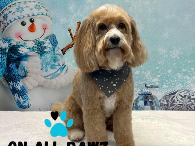The company will be offering festive photoshoots.