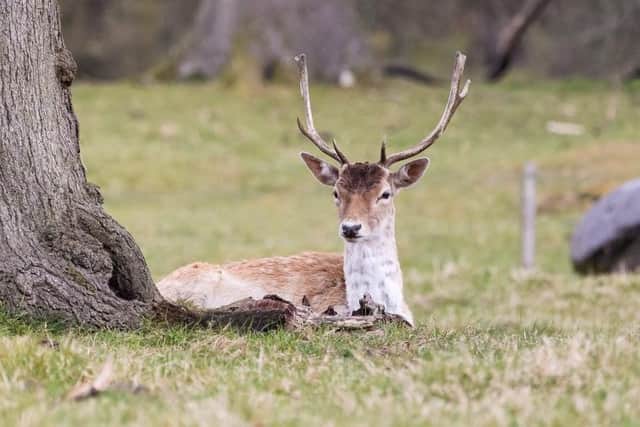 There has been an increase in collisions involving deer.