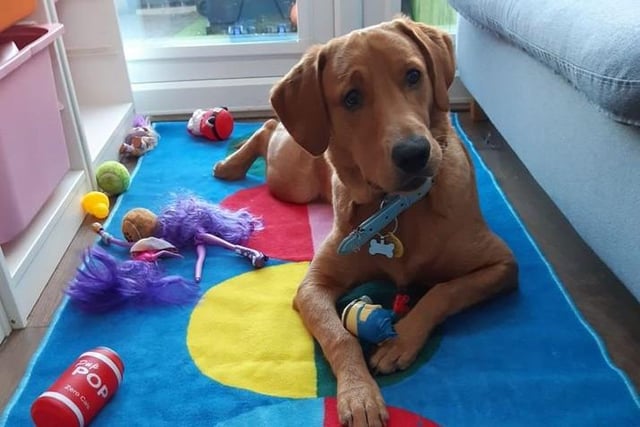 Kerry Mc Farlane said: "This is Chester, one-year-old fox red labrador. The love of my life, so friendly and very mischievous.