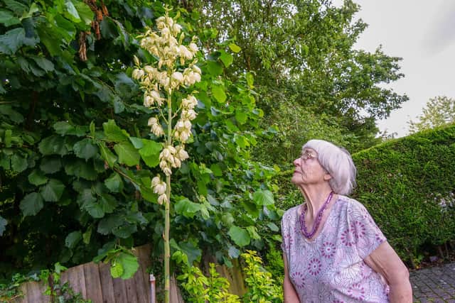Joan Bavis, seen with her Yucca filamentosa plant, which has blossomed for the first time in 15 years, and is now nearly 8ft tall.