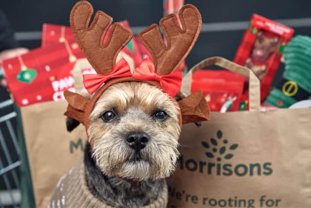 Animal companions are an integral part of Christmas festivities for much of the nation.