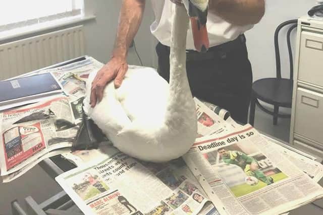 Dave with a rescued swan