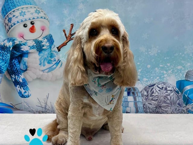 You’d be barking mad not to take advantage of the festive photoshoot