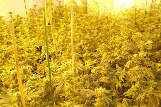 A 360-plant cannabis grow with an estimated street value of £270,000 was discovered.