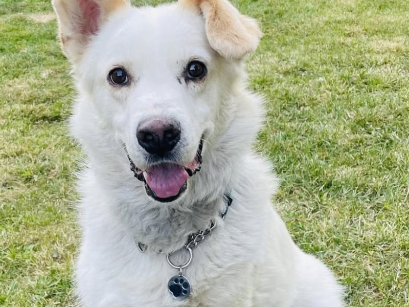 Elvis was happy to meet new friends.